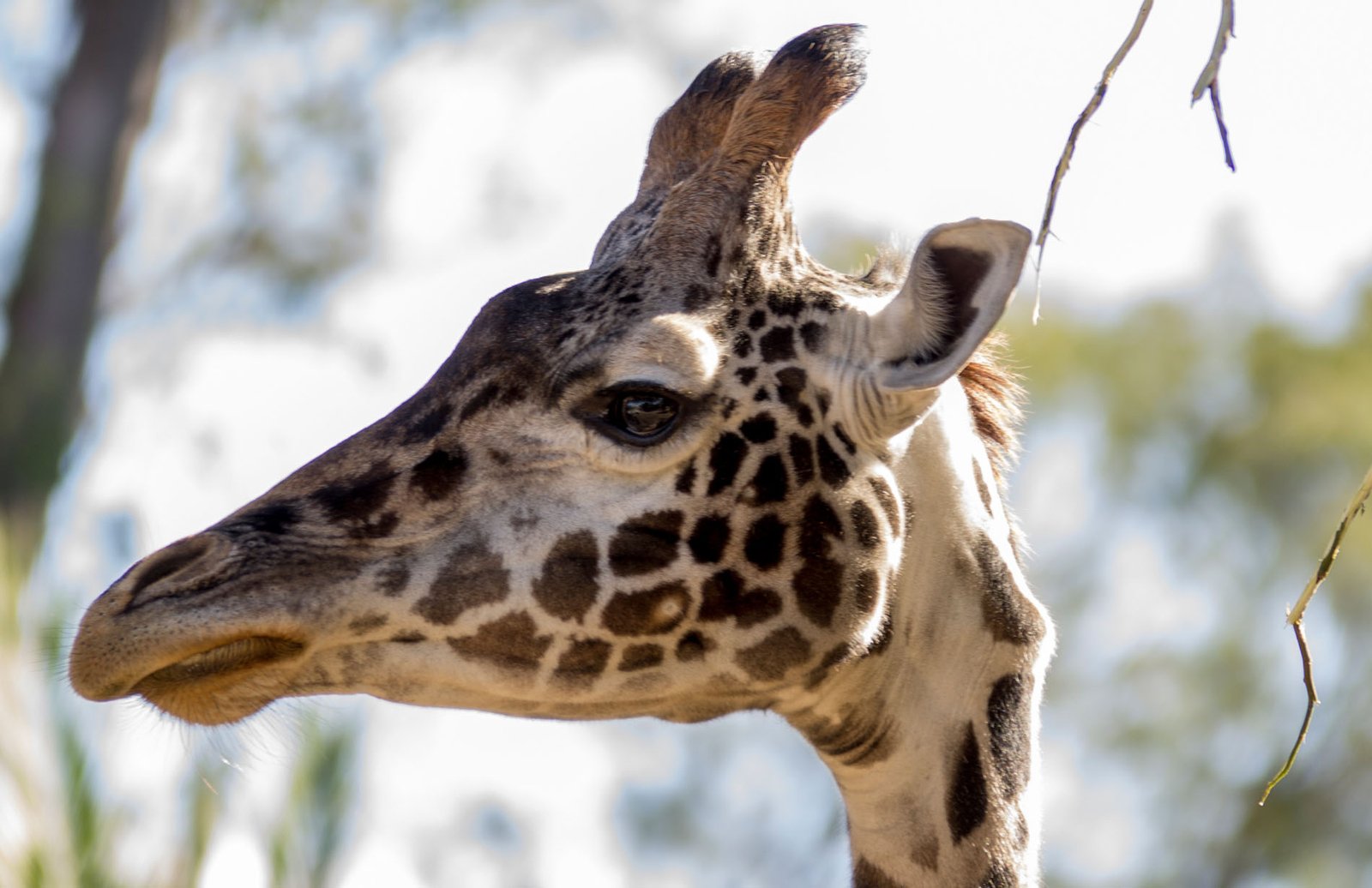 San Diego Zoo Part I 027